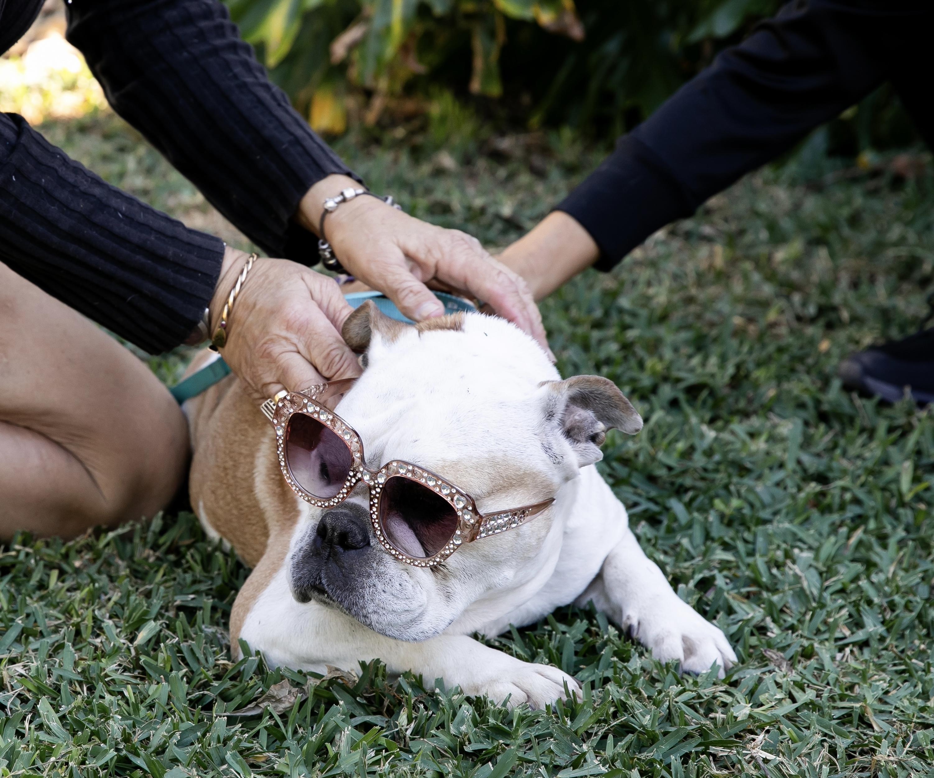 Enlarge Millie, a Adoptable English Bulldog in Lake Worth, FL image 2/4