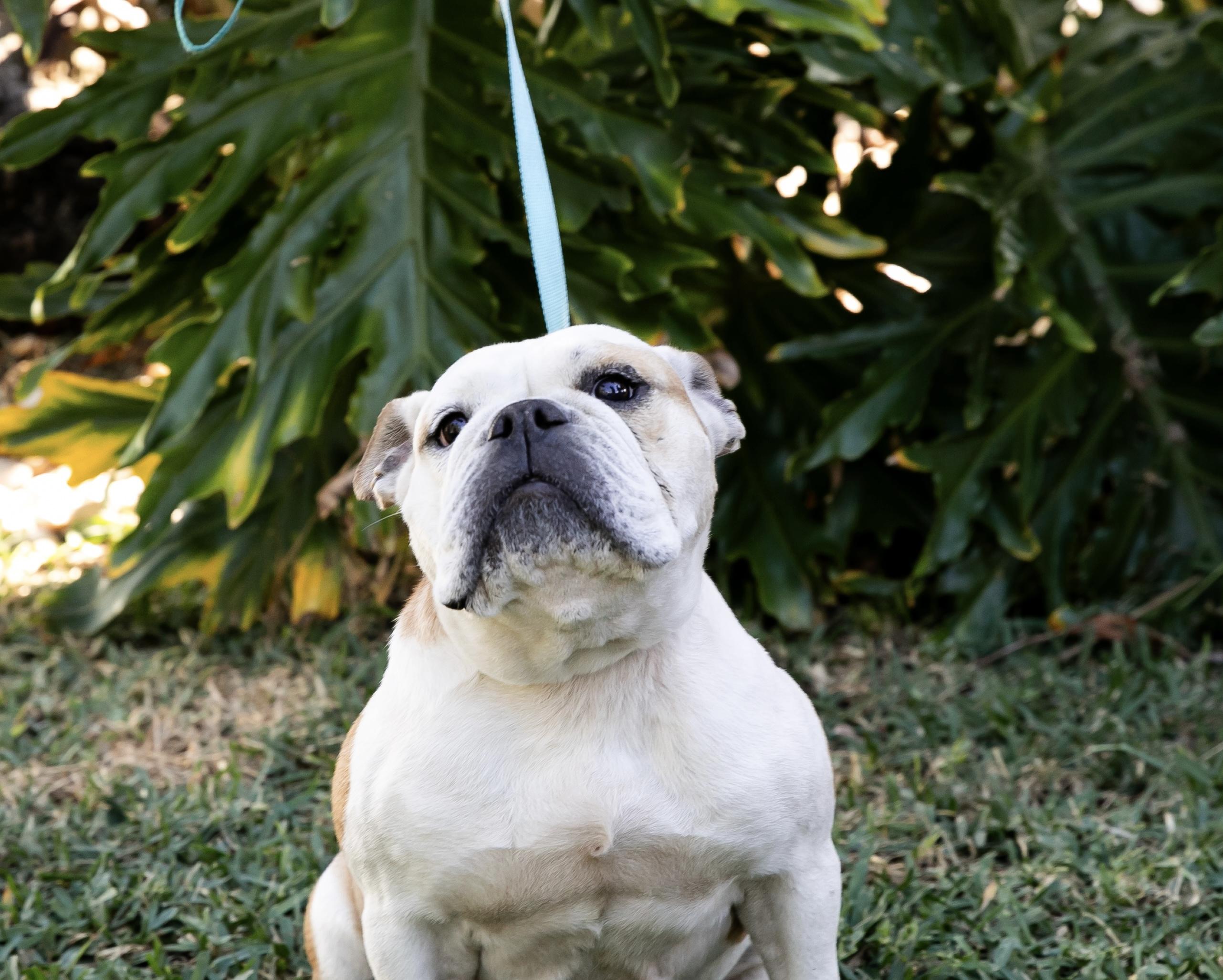 Millie, Adoptable, Young Female English Bulldog.