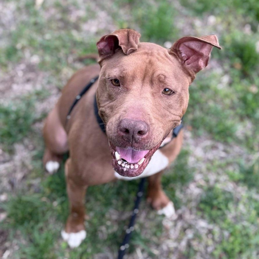 Tulip (ID 50772/1355), adoptable, Adult Female Pit Bull Terrier.