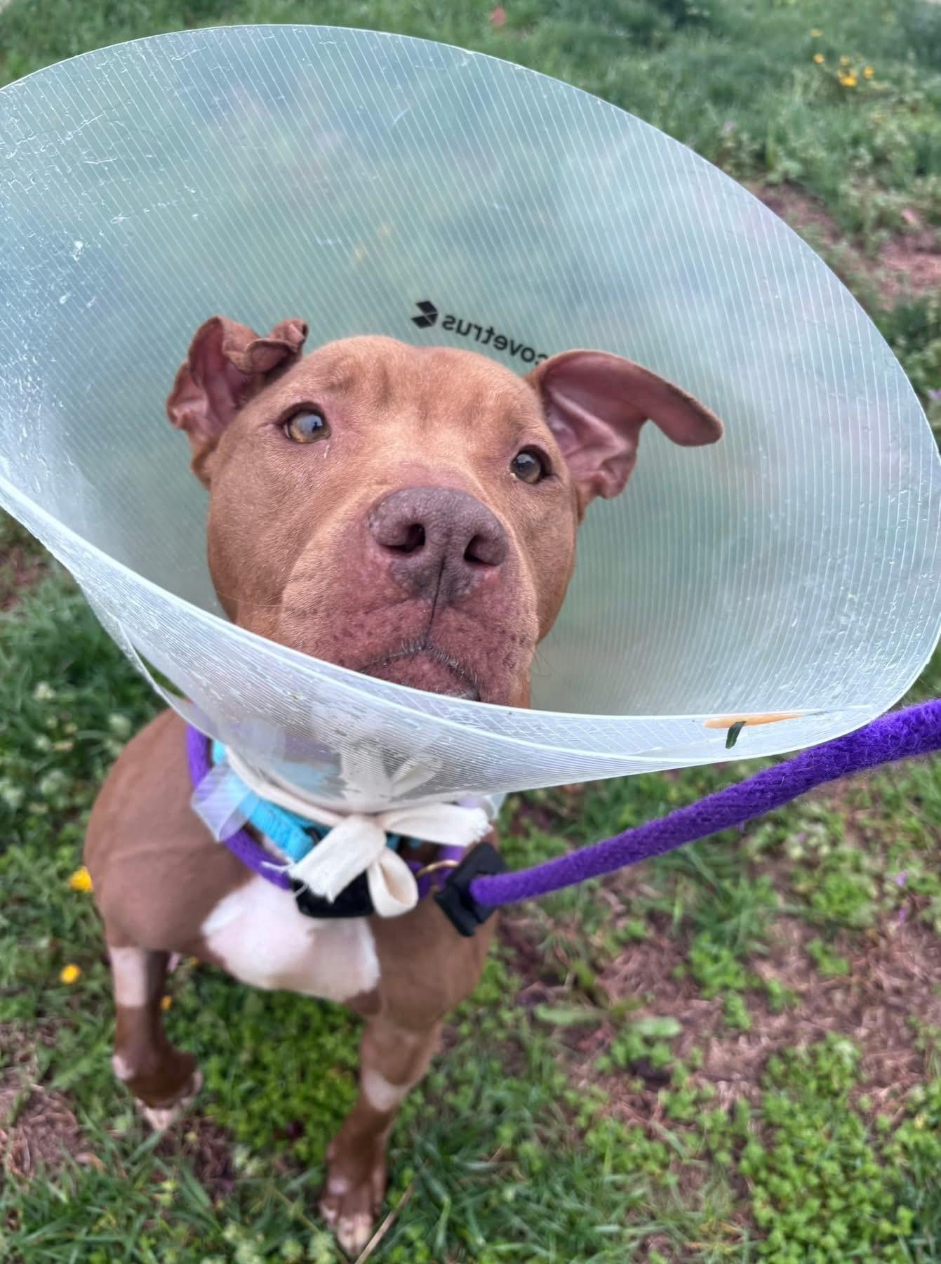 Tulip (ID 50772/941), an adopted Pit Bull Terrier in Manassas, VA image 1/2