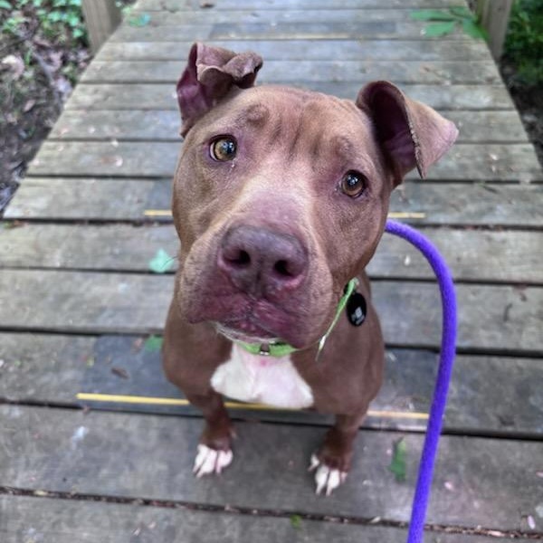 Enlarge Tulip (ID 50772/1355), an adoptable Pit Bull Terrier in Manassas, VA image 1/3