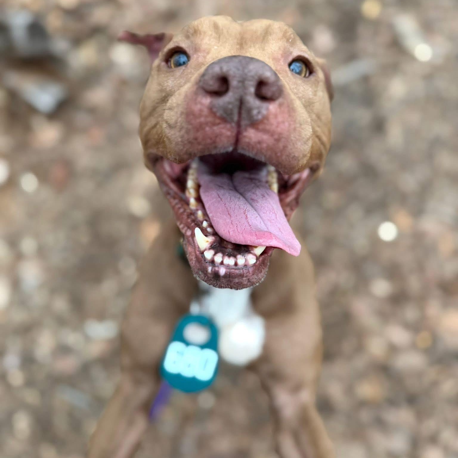 Tulip (ID 50772/941), an adopted Pit Bull Terrier in Manassas, VA image 2/2