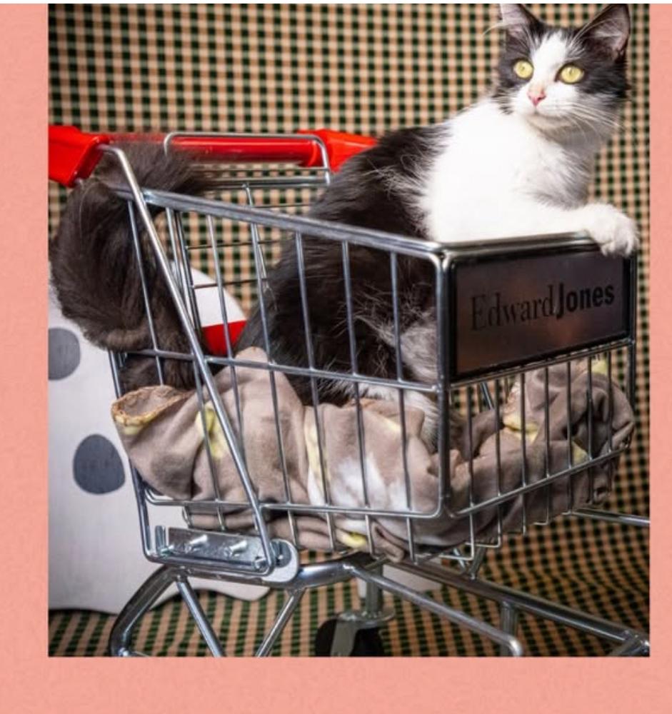 Enlarge Reign, a Adoptable Domestic Long Hair in Salisbury, NC image 1/3