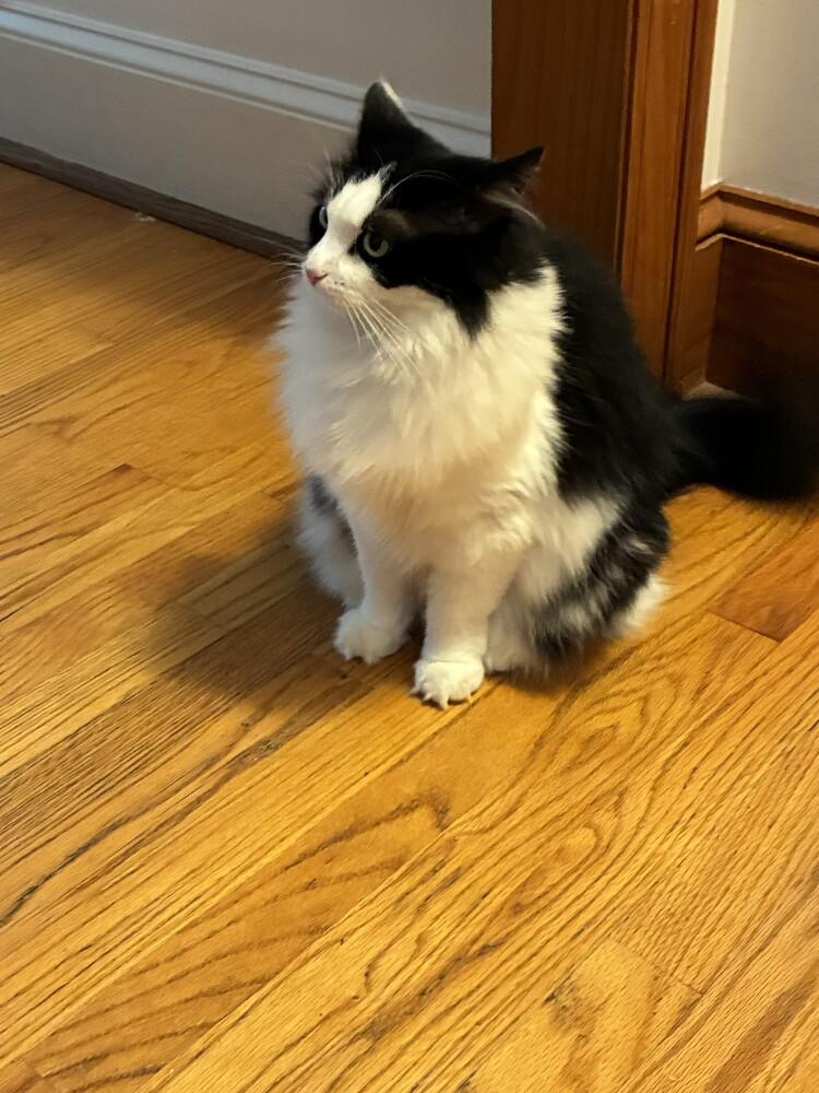 Enlarge Reign, a Adoptable Domestic Long Hair in Salisbury, NC image 2/5