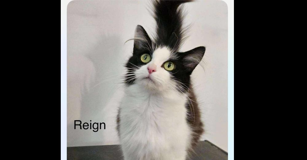 Enlarge Reign, a Adoptable Domestic Long Hair in Salisbury, NC image 3/5