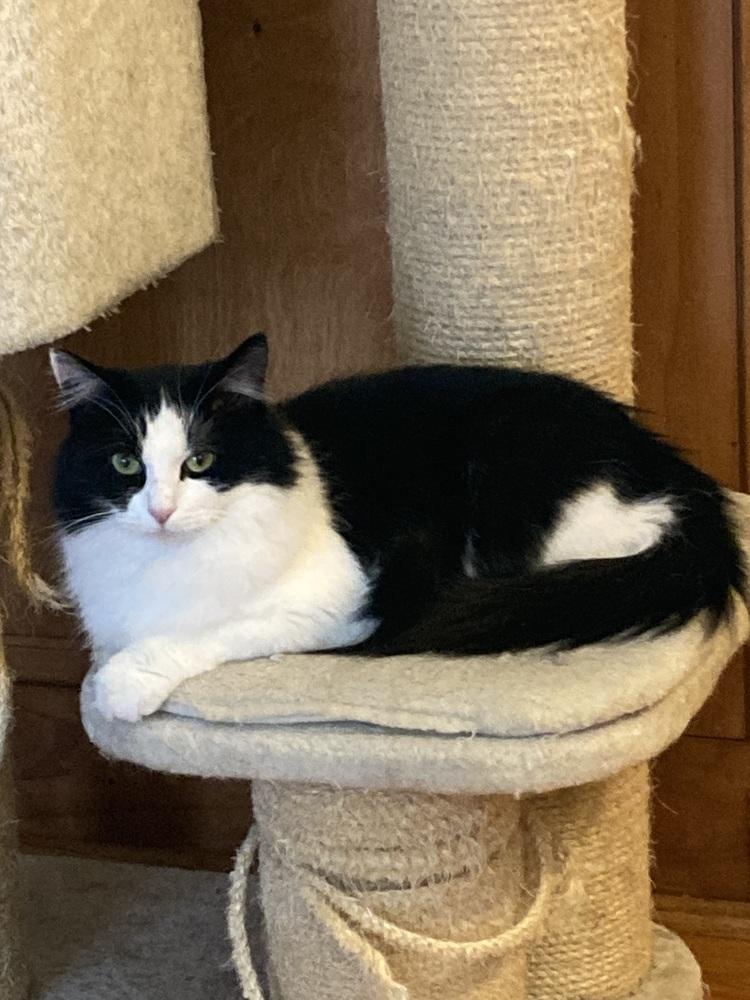 Enlarge Reign, a Adoptable Domestic Long Hair in Salisbury, NC image 2/3
