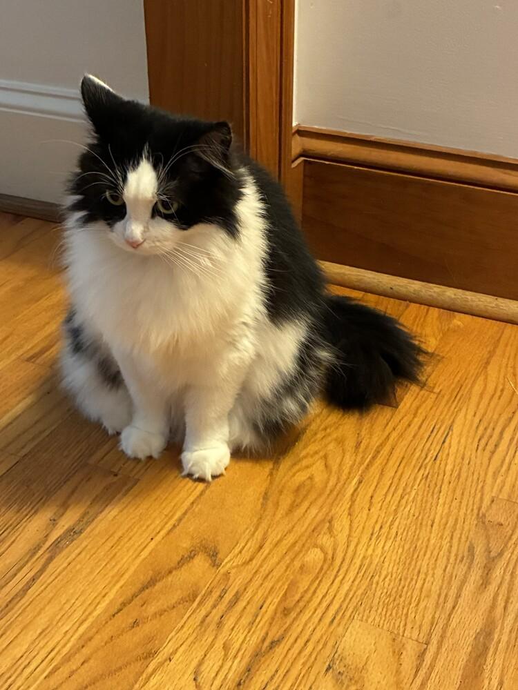 Enlarge Reign, a Adoptable Domestic Long Hair in Salisbury, NC image 5/5