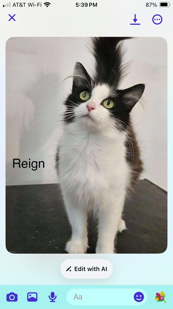 Enlarge Reign, a Adoptable Domestic Long Hair in Salisbury, NC image 3/3