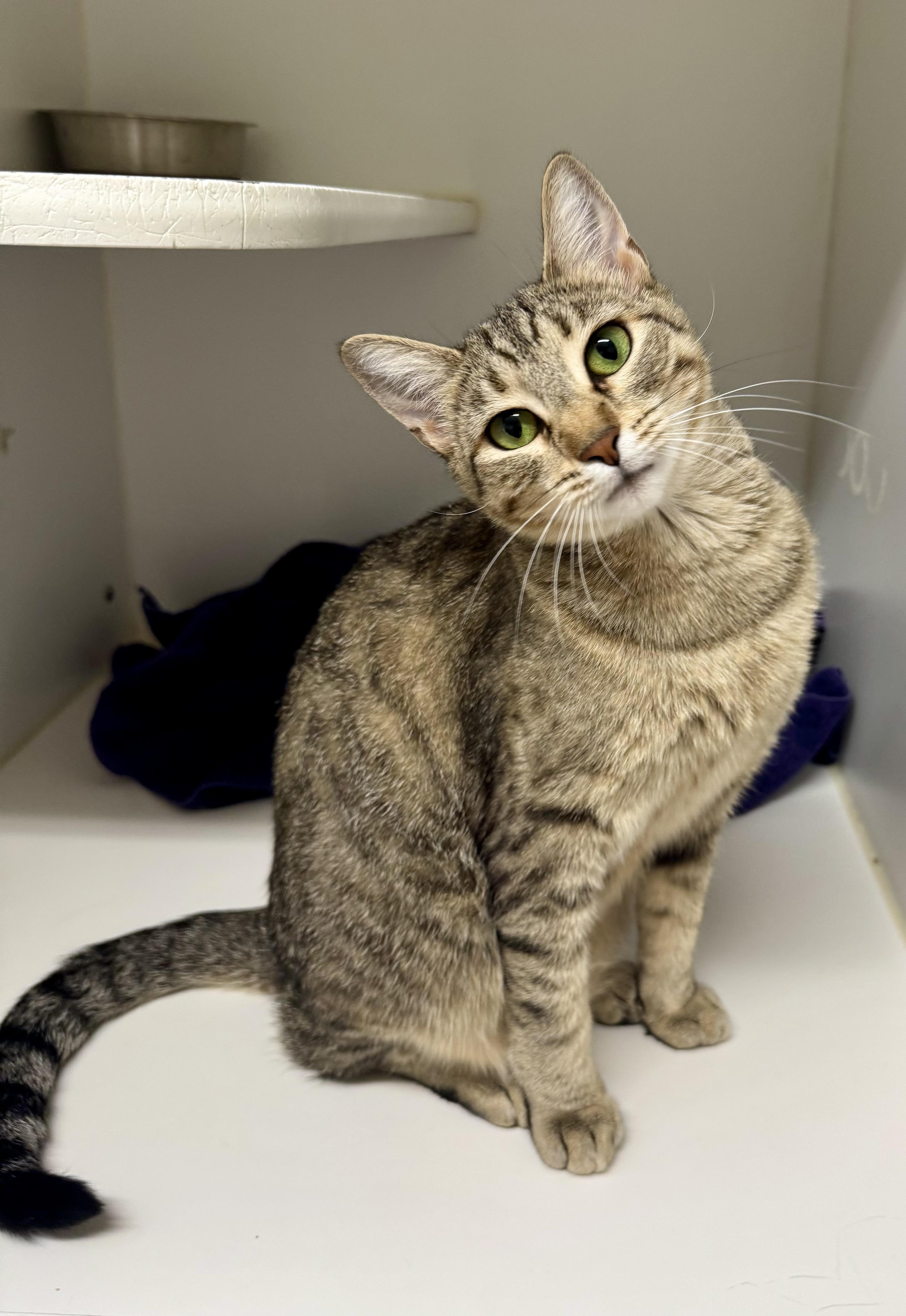 *Pickle, an adoptable Tabby, Domestic Short Hair in Red Bluff, CA, 96080 | Photo Image 1