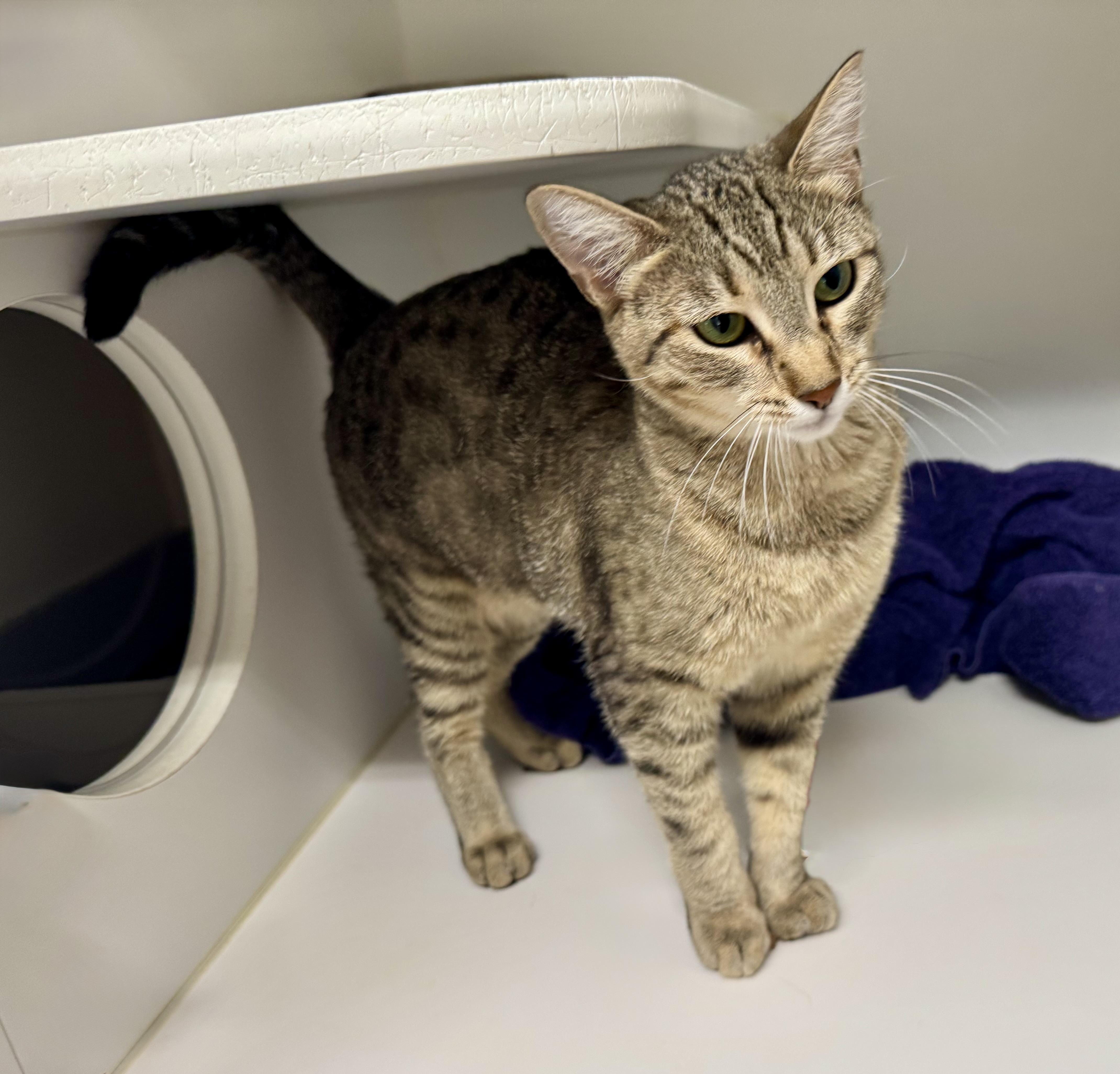*Pickle, an adoptable Tabby, Domestic Short Hair in Red Bluff, CA, 96080 | Photo Image 2