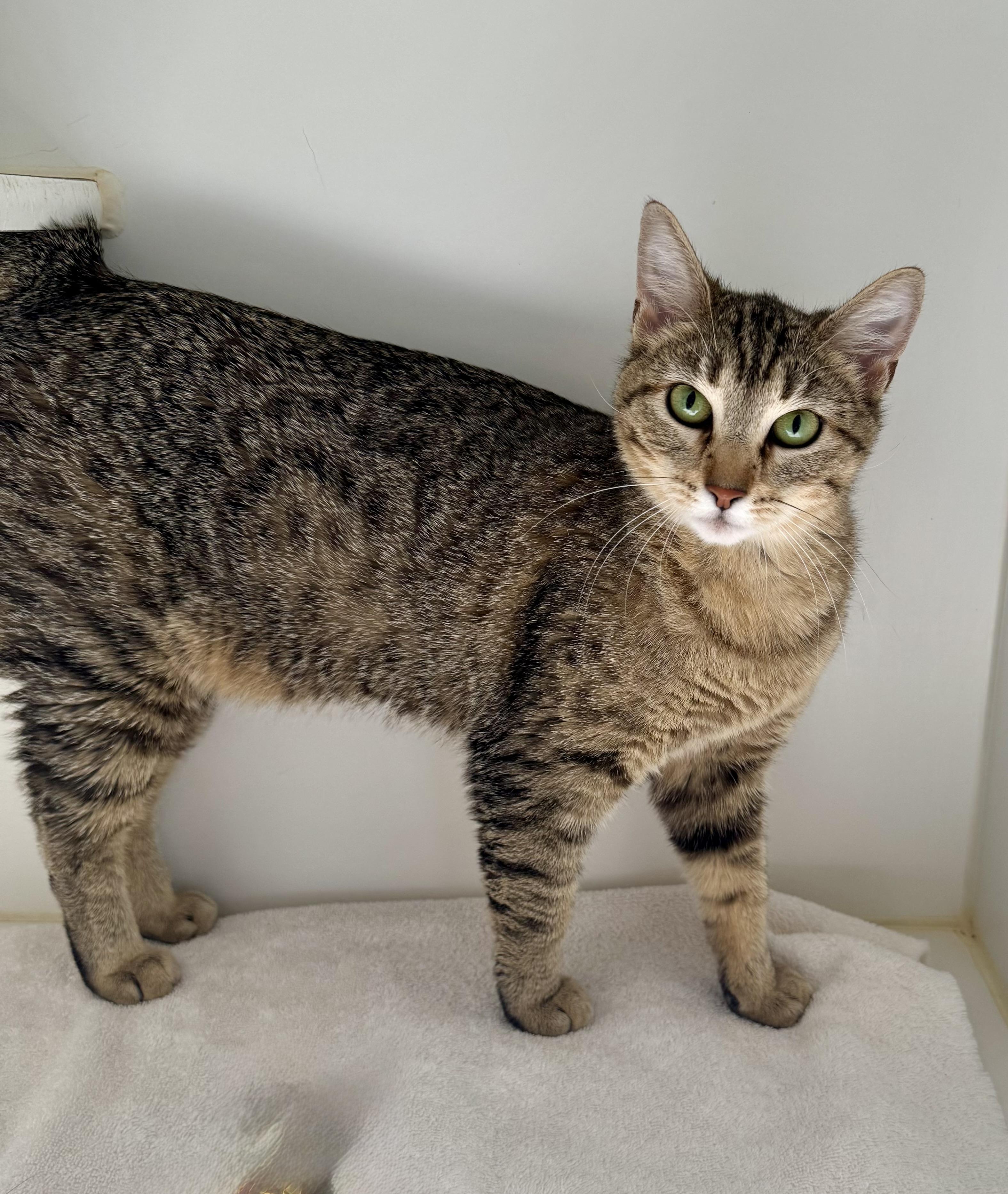 *Pickle, an adoptable Tabby, Domestic Short Hair in Red Bluff, CA, 96080 | Photo Image 5