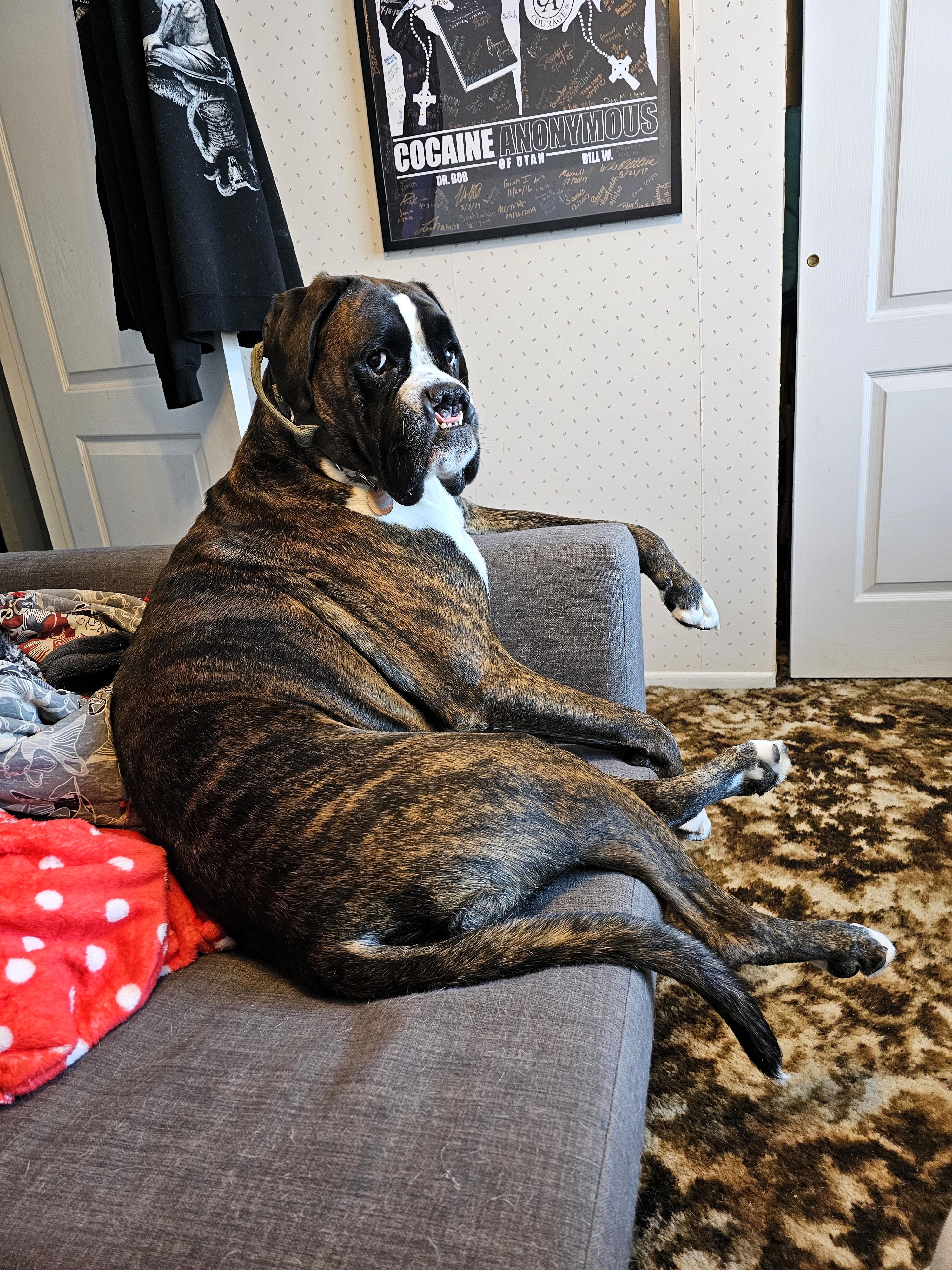Tyson, a ADOPTABLE Boxer in Salt Lake City, UT image 2/6