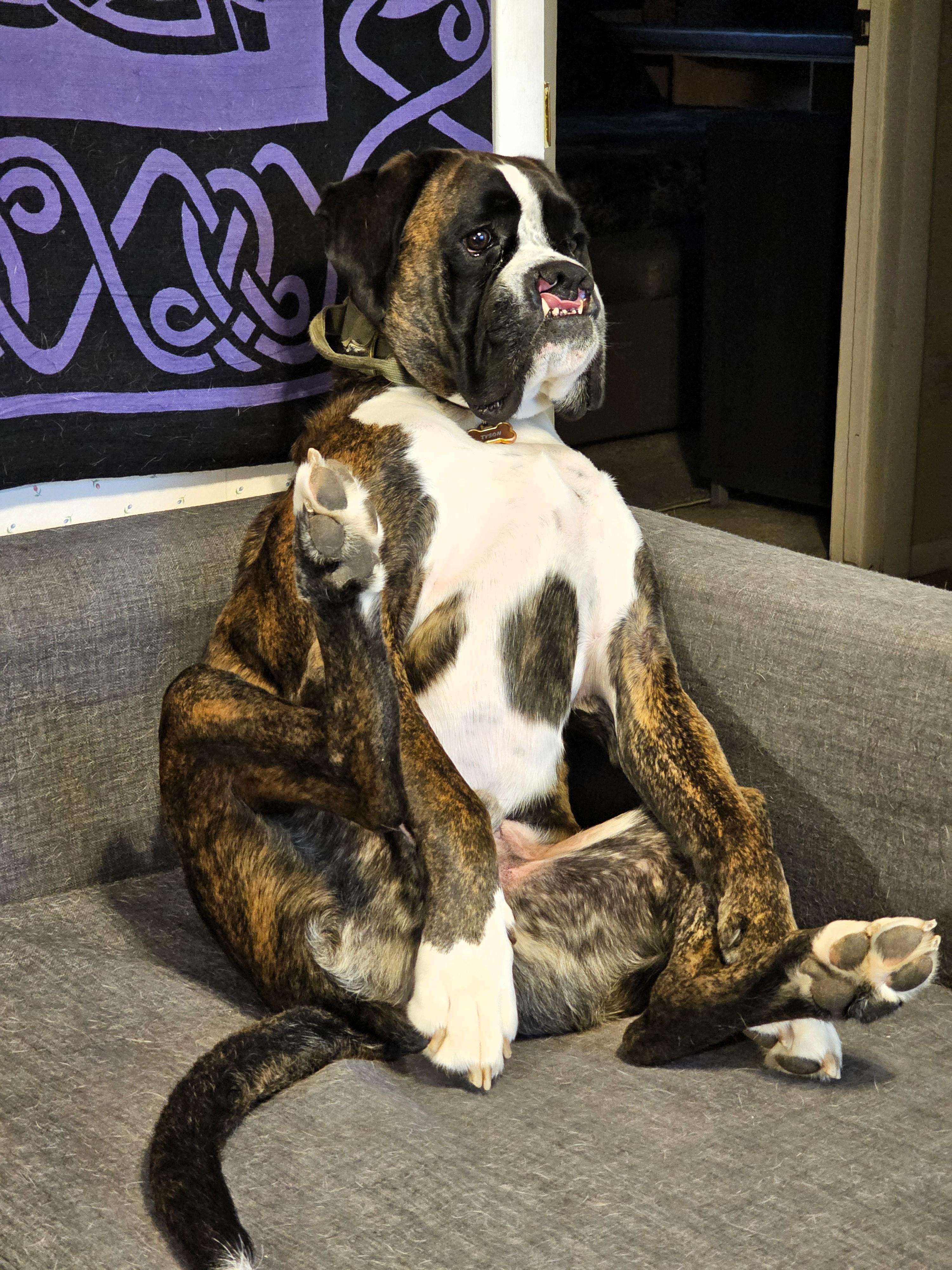 Tyson, a ADOPTABLE Boxer in Salt Lake City, UT image 3/6