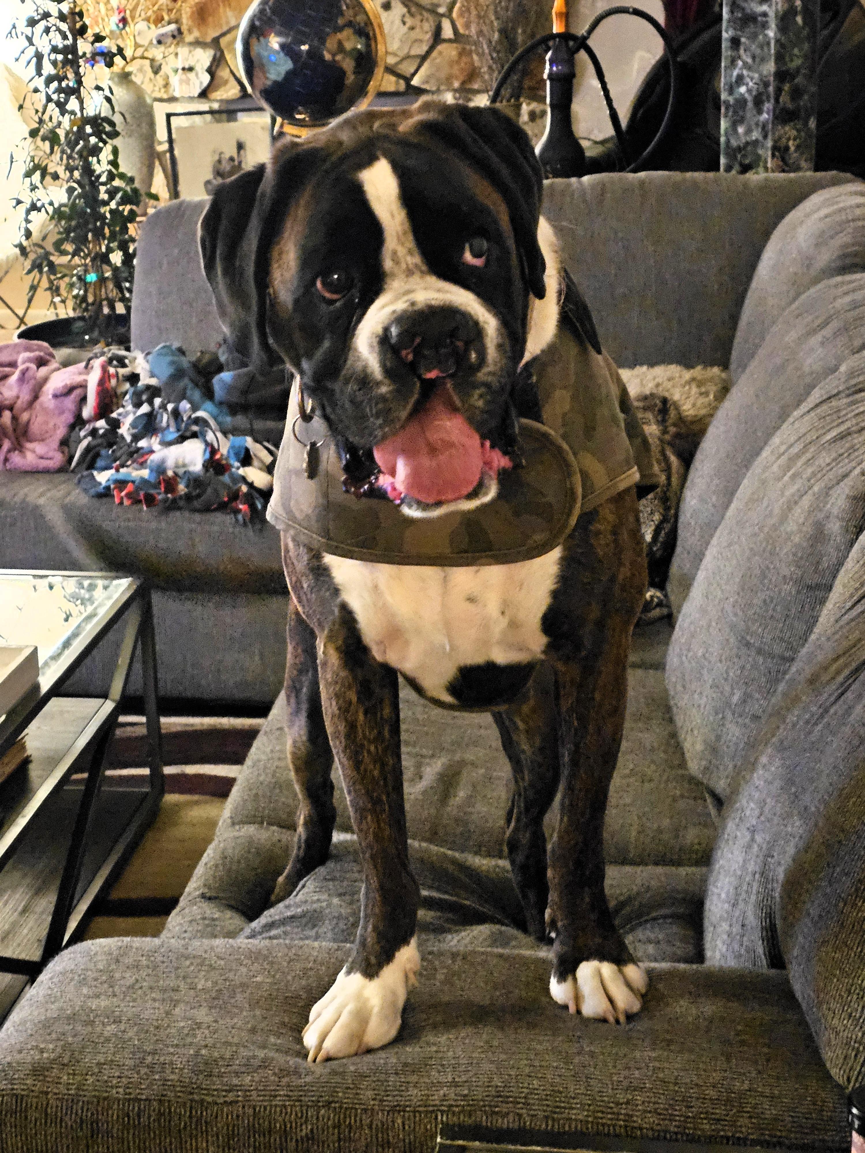 Tyson, a ADOPTABLE Boxer in Salt Lake City, UT image 5/6