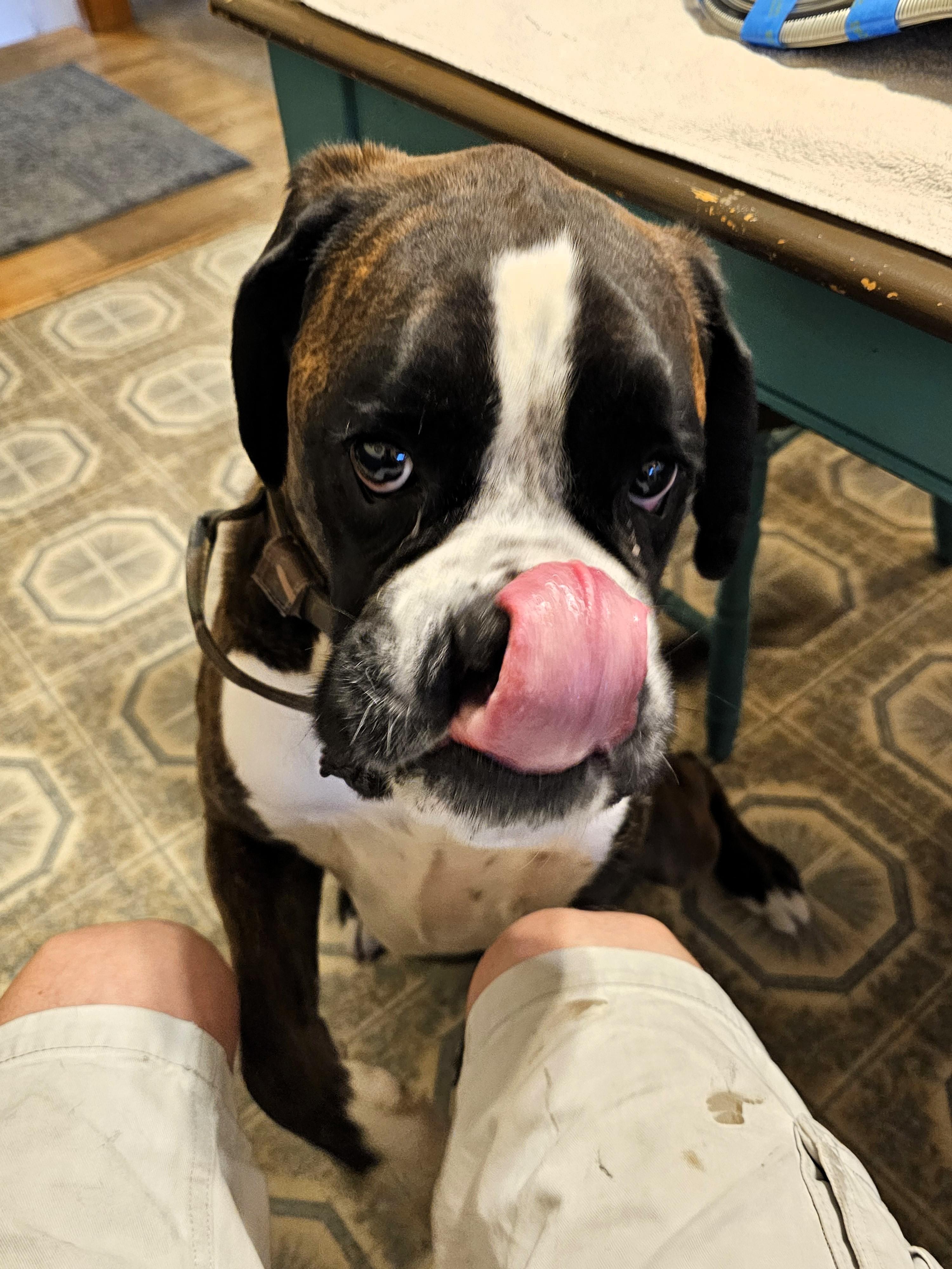 Tyson, a ADOPTABLE Boxer in Salt Lake City, UT image 4/6