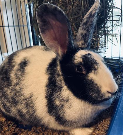 DeeDee, ADOPTABLE, Young Female Bunny Rabbit.