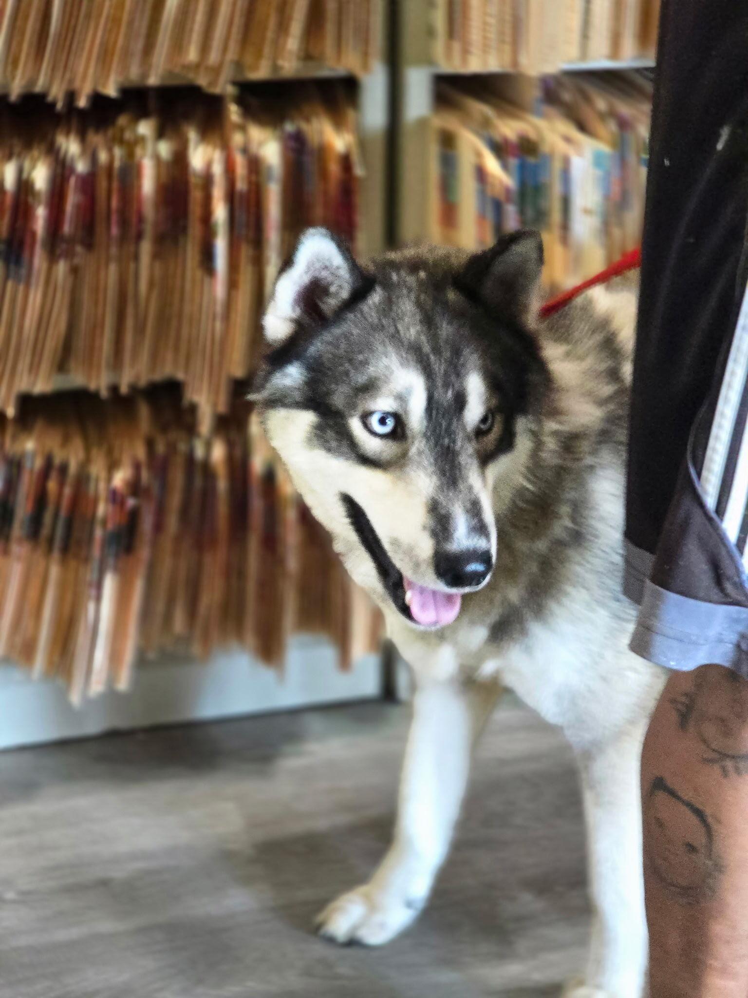 Meeko, an adoptable Siberian Husky, Samoyed in Seattle, WA, 98106 | Photo Image 2