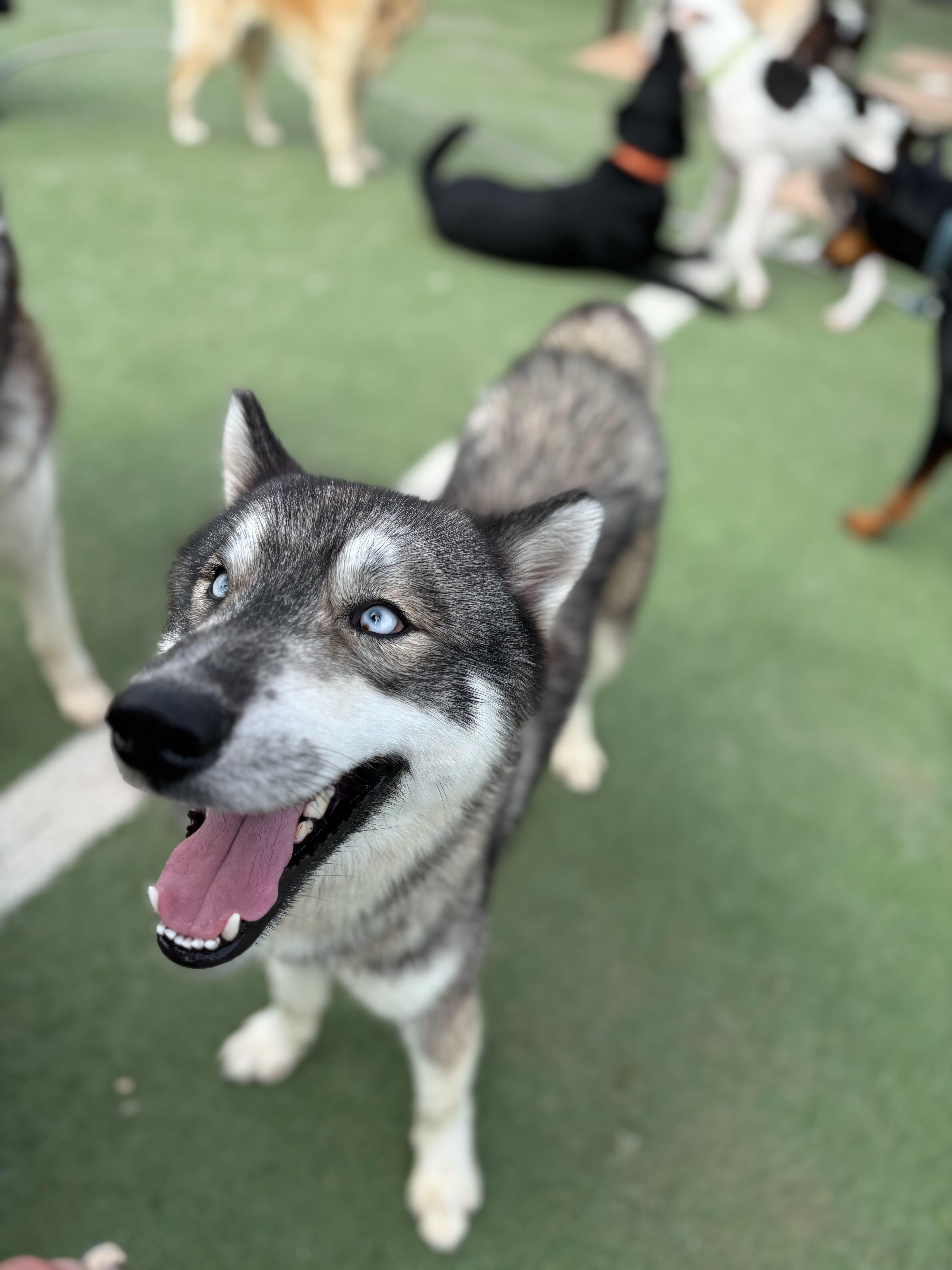 Meeko, an adoptable Siberian Husky, Samoyed in Seattle, WA, 98106 | Photo Image 4
