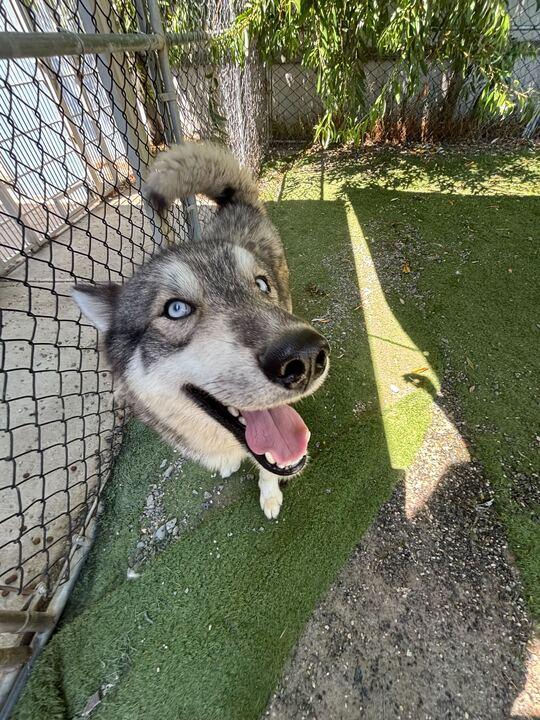 Meeko, an adoptable Siberian Husky, Samoyed in Seattle, WA, 98106 | Photo Image 6
