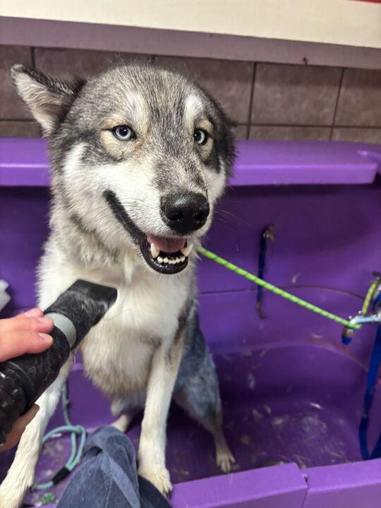 Meeko, an adoptable Siberian Husky, Samoyed in Seattle, WA, 98106 | Photo Image 1