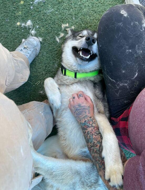 Meeko, an adoptable Siberian Husky, Samoyed in Seattle, WA, 98106 | Photo Image 3