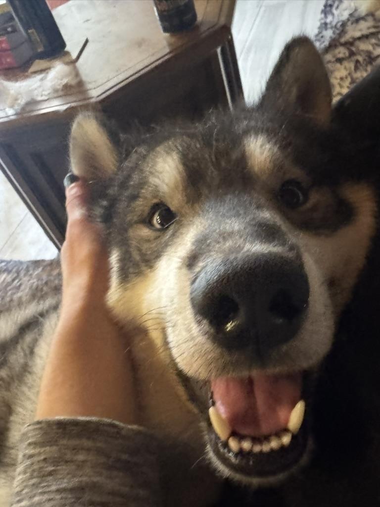 Meeko, an adoptable Siberian Husky, Samoyed in Seattle, WA, 98106 | Photo Image 5