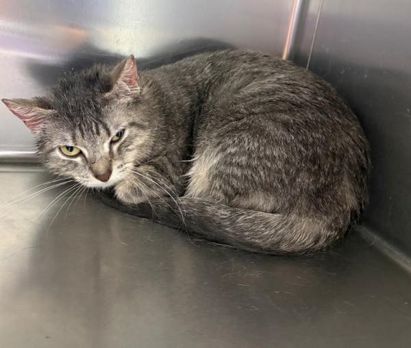 Enlarge Cleo, a Adoptable mixed breed in Sioux City, IA image 1/1