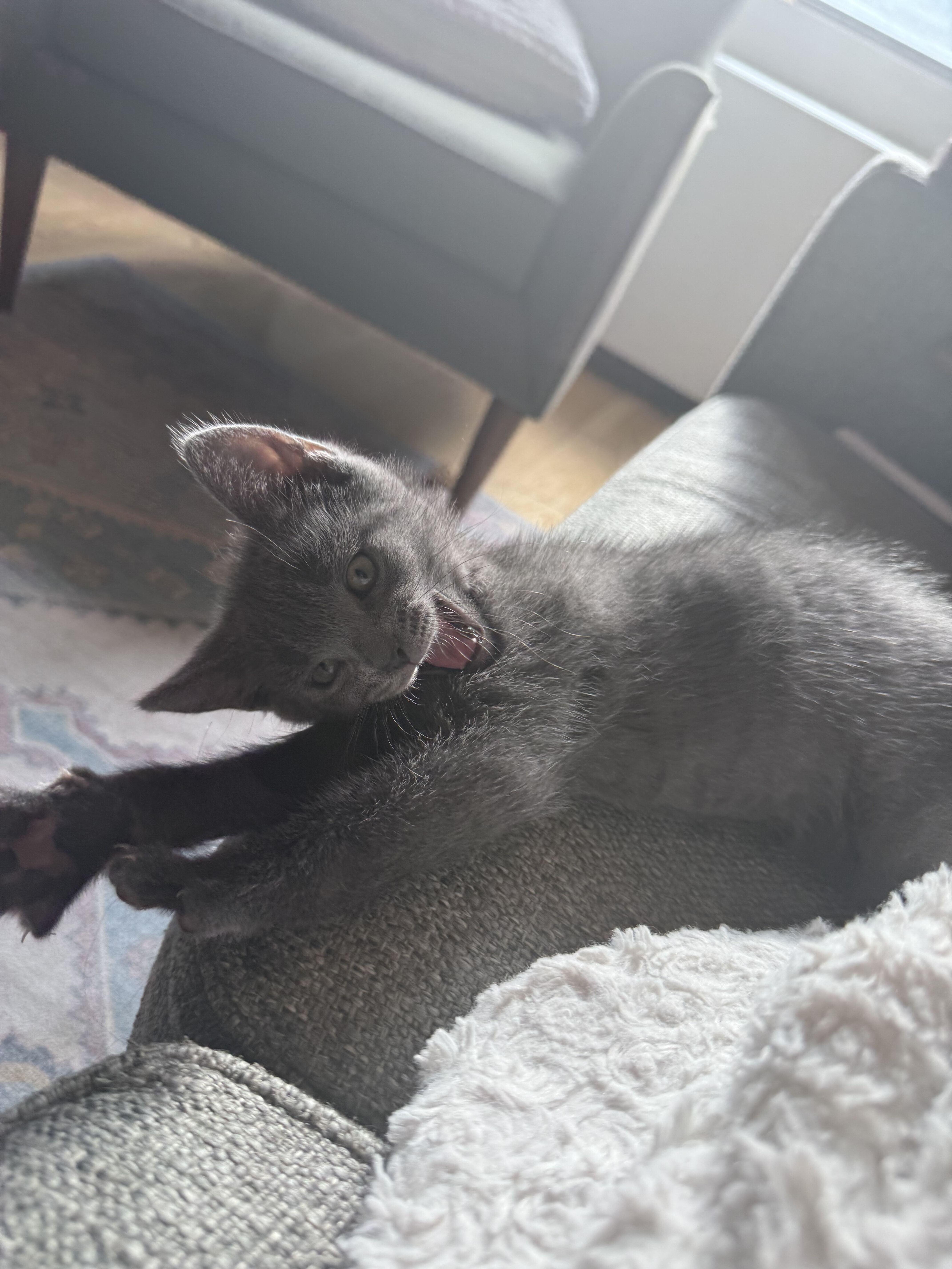 Enlarge Munji (Bonded to Coffee), an adopted Domestic Short Hair in Long Island City, NY image 2/6