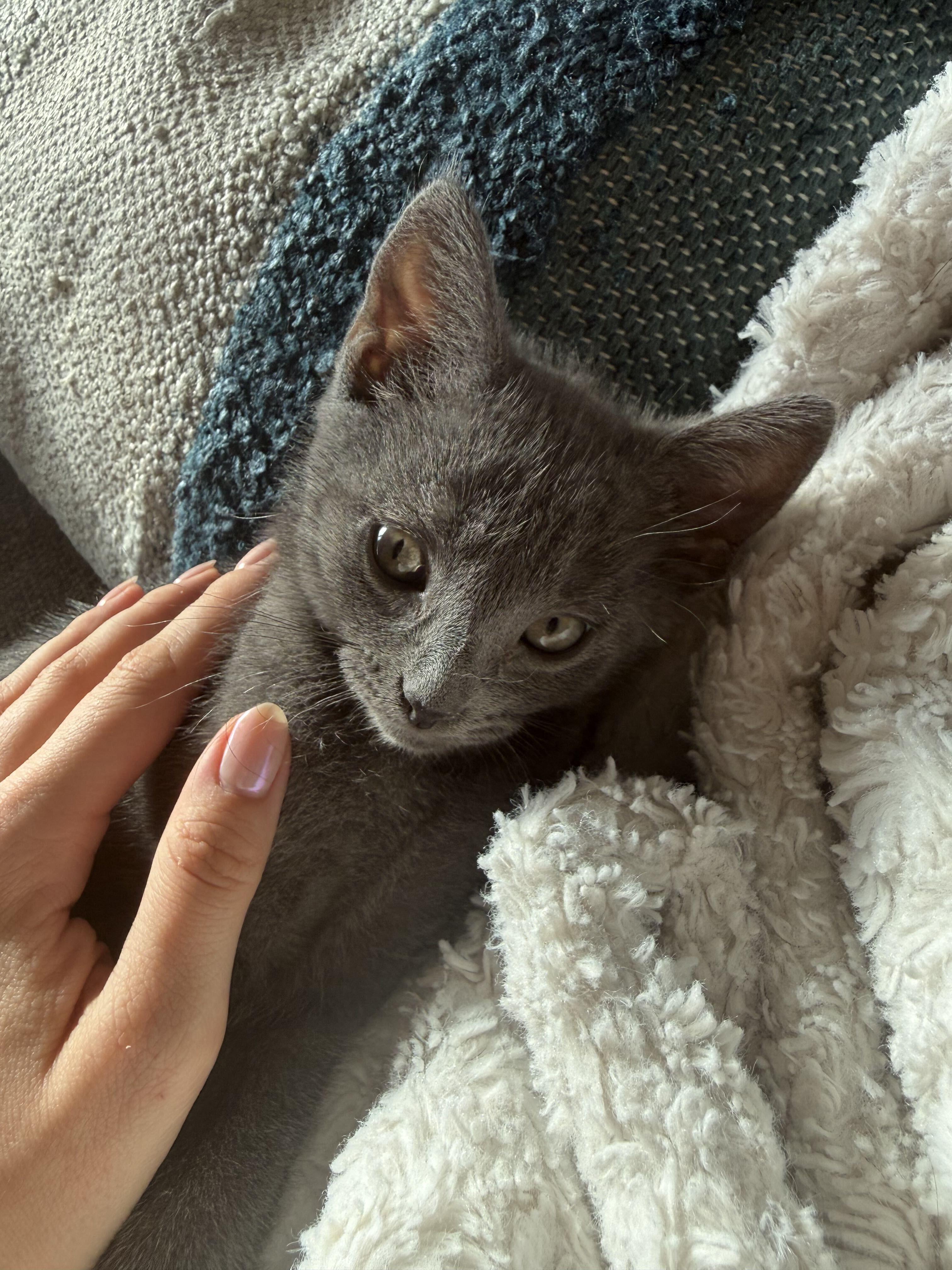 Enlarge Munji (Bonded to Coffee), an adopted Domestic Short Hair in Long Island City, NY image 3/6
