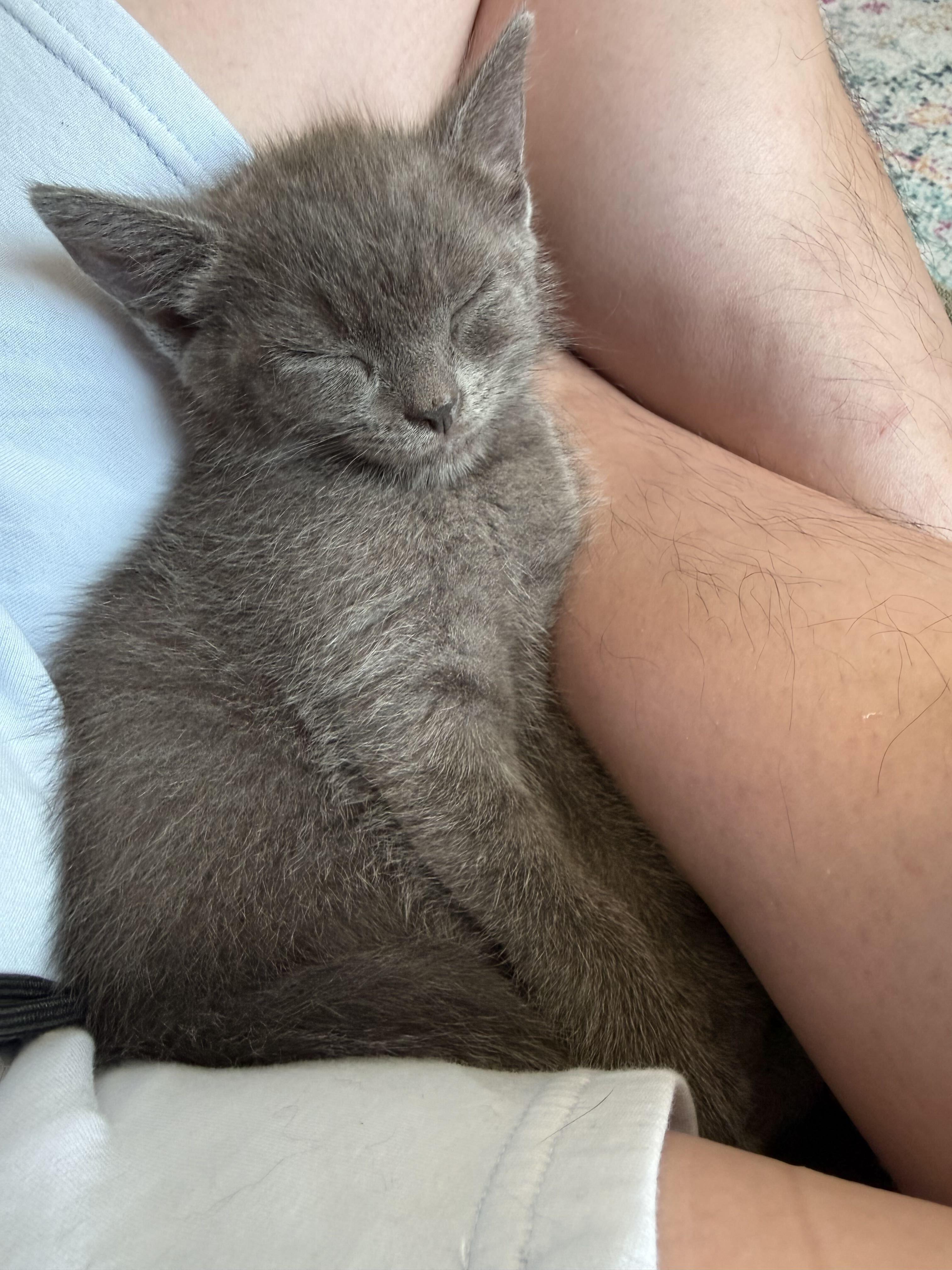 Enlarge Munji (Bonded to Coffee), an adopted Domestic Short Hair in Long Island City, NY image 1/6