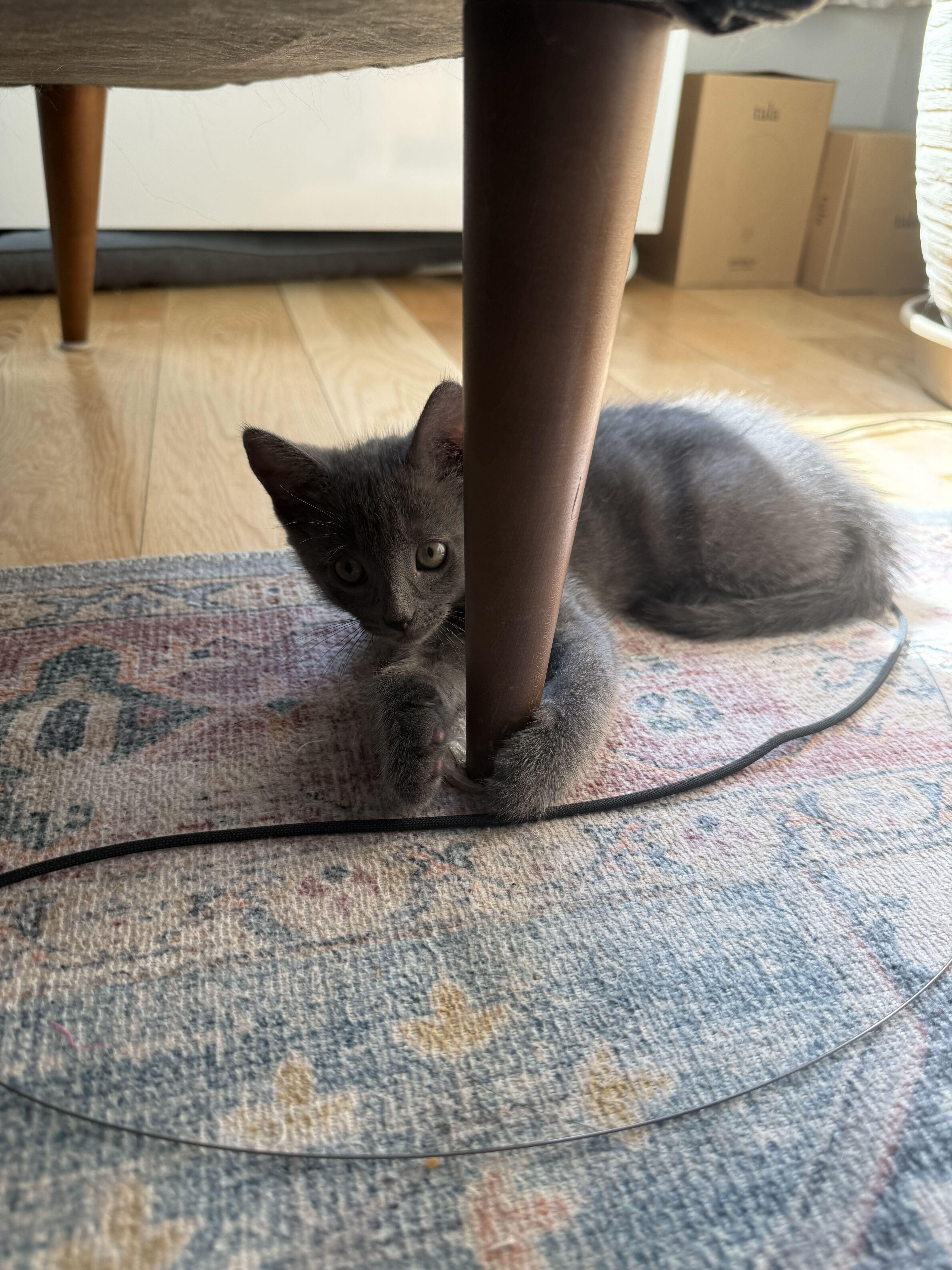 Enlarge Munji (Bonded to Coffee), an adopted Domestic Short Hair in Long Island City, NY image 5/6