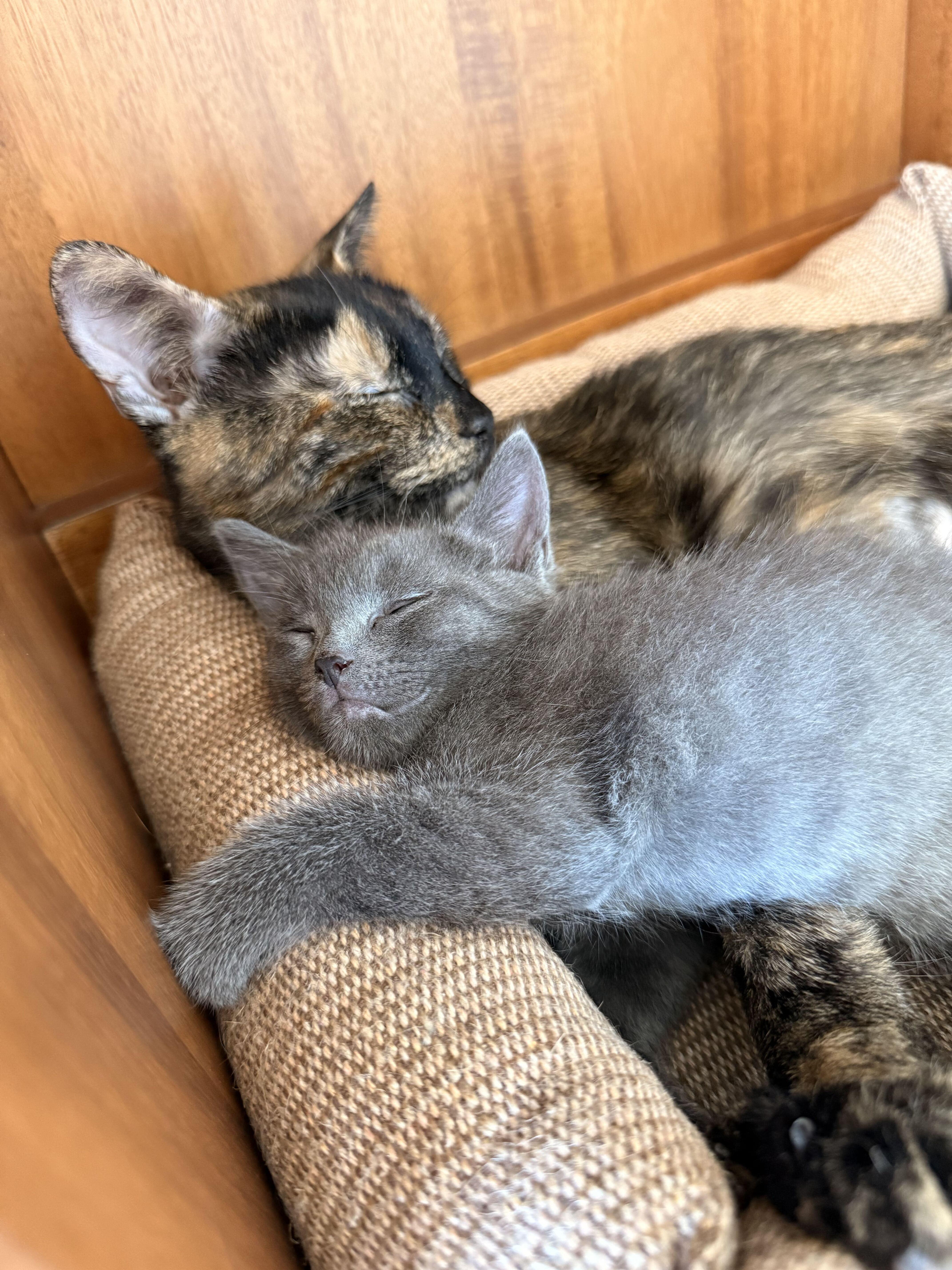 Enlarge Munji (Bonded to Coffee), an adopted Domestic Short Hair in Long Island City, NY image 4/6