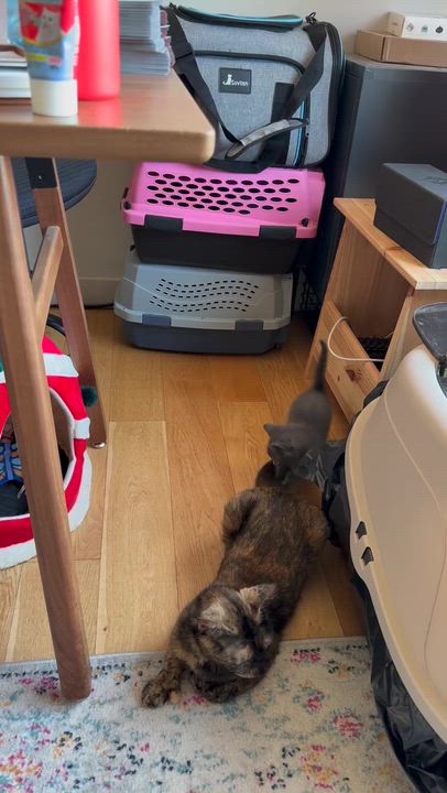 Enlarge Munji (Bonded to Coffee), an adopted Domestic Short Hair in Long Island City, NY video 6/6