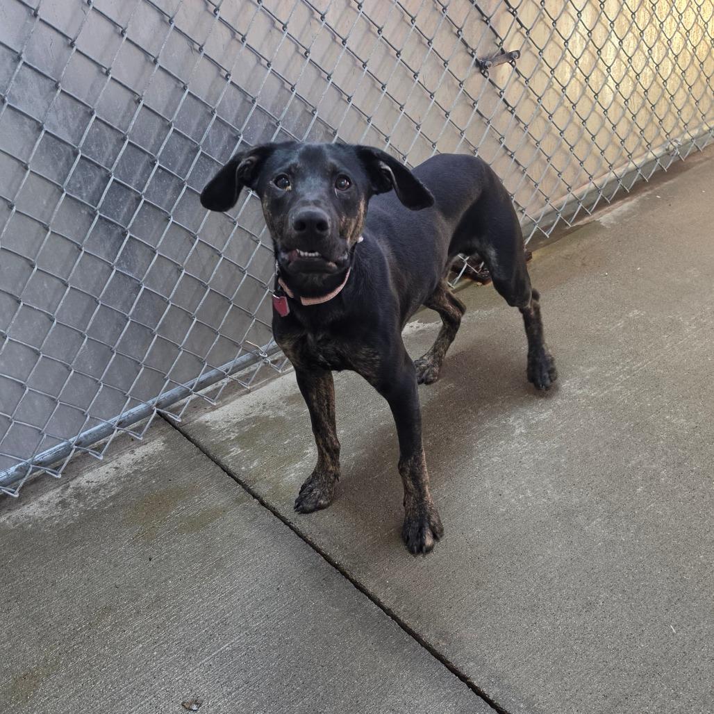 Enlarge Jet, a Adoptable mixed breed in Delaware, OH image 1/6