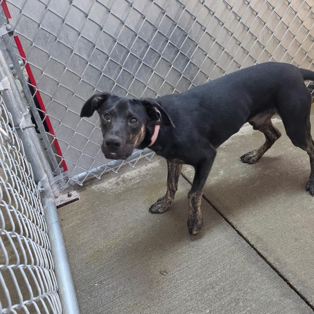 Enlarge Jet, a Adoptable mixed breed in Delaware, OH image 2/6