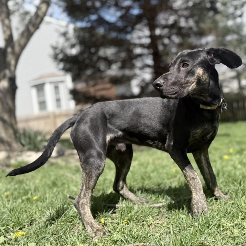 Enlarge Jet, a Adoptable mixed breed in Delaware, OH image 3/6