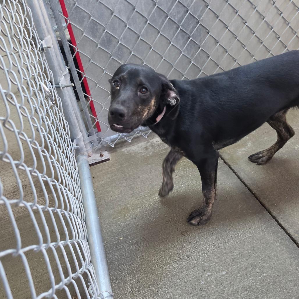 Enlarge Jet, a Adoptable mixed breed in Delaware, OH image 4/6