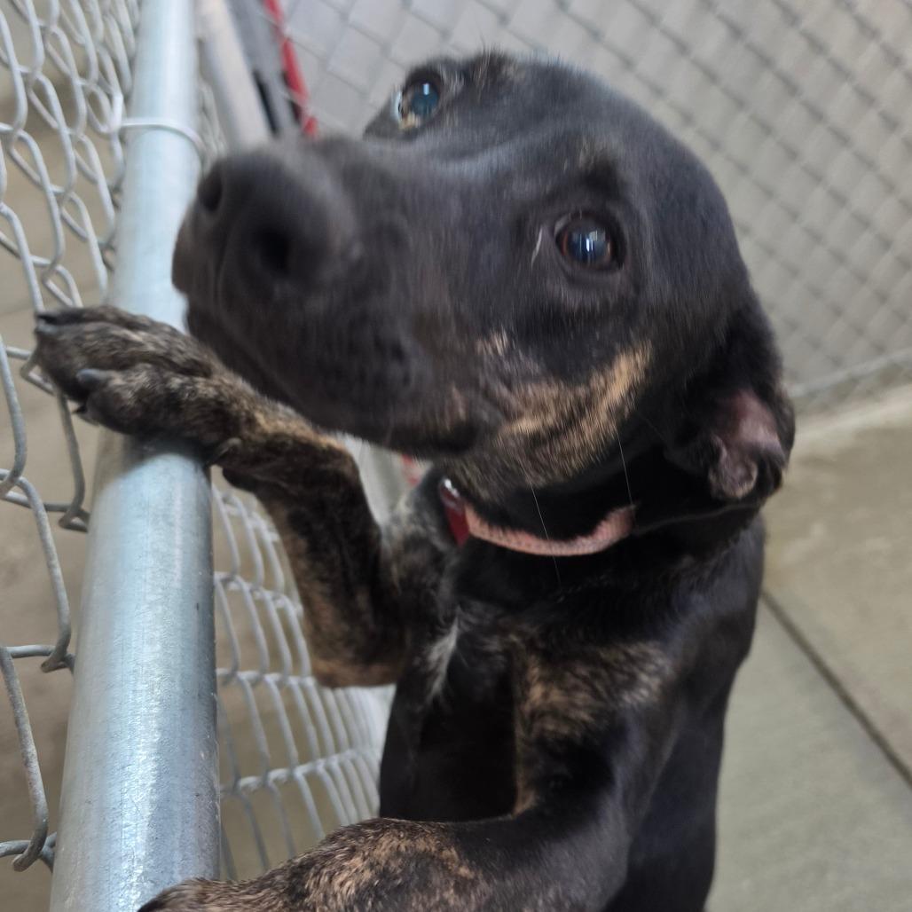 Enlarge Jet, a Adoptable mixed breed in Delaware, OH image 5/6