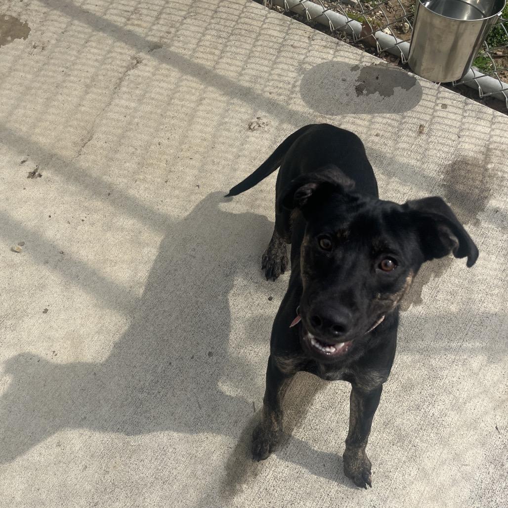 Enlarge Jet, a Adoptable mixed breed in Delaware, OH image 6/6