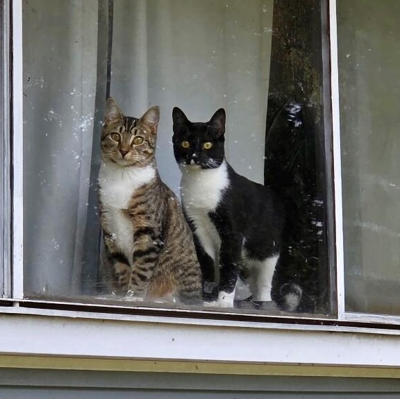 Pixie Perfection — thumbnail 2