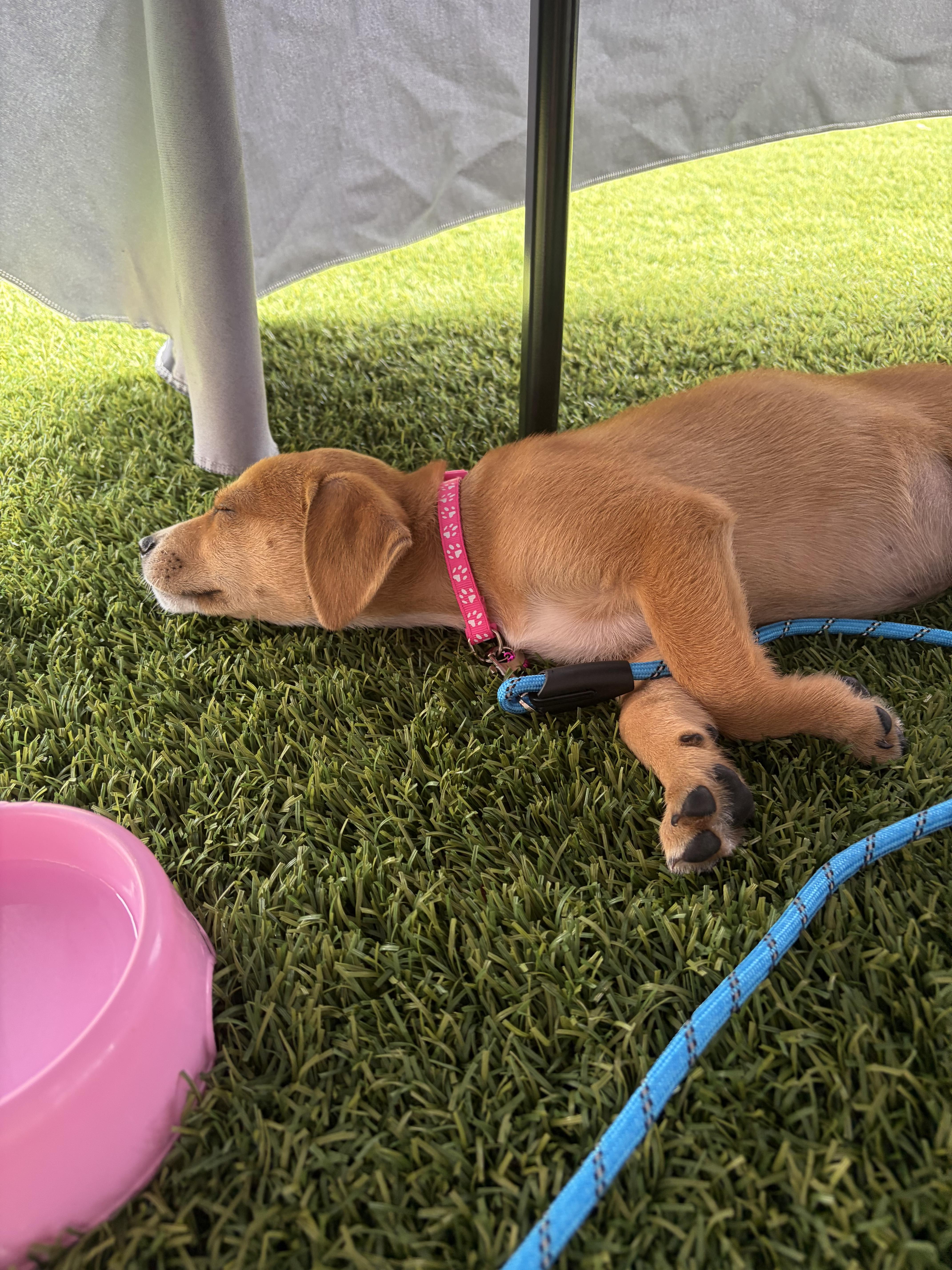Hamilton, an adopted mixed breed in Kannapolis, NC image 2/2