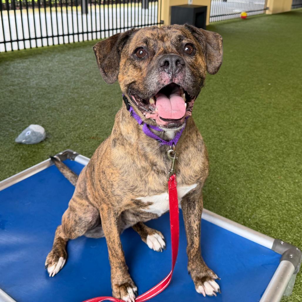 Nicolle, Adoptable, Adult Female Boxer & Mixed Breed.