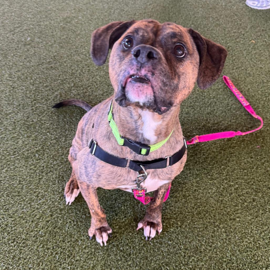 Enlarge Nicolle, a Adoptable mixed breed in West Palm Beach, FL image 1/5