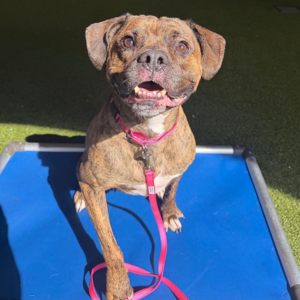 Enlarge Nicolle, a Adoptable mixed breed in West Palm Beach, FL image 2/5