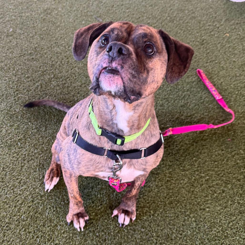 Enlarge Nicolle, a Adoptable mixed breed in West Palm Beach, FL image 3/5