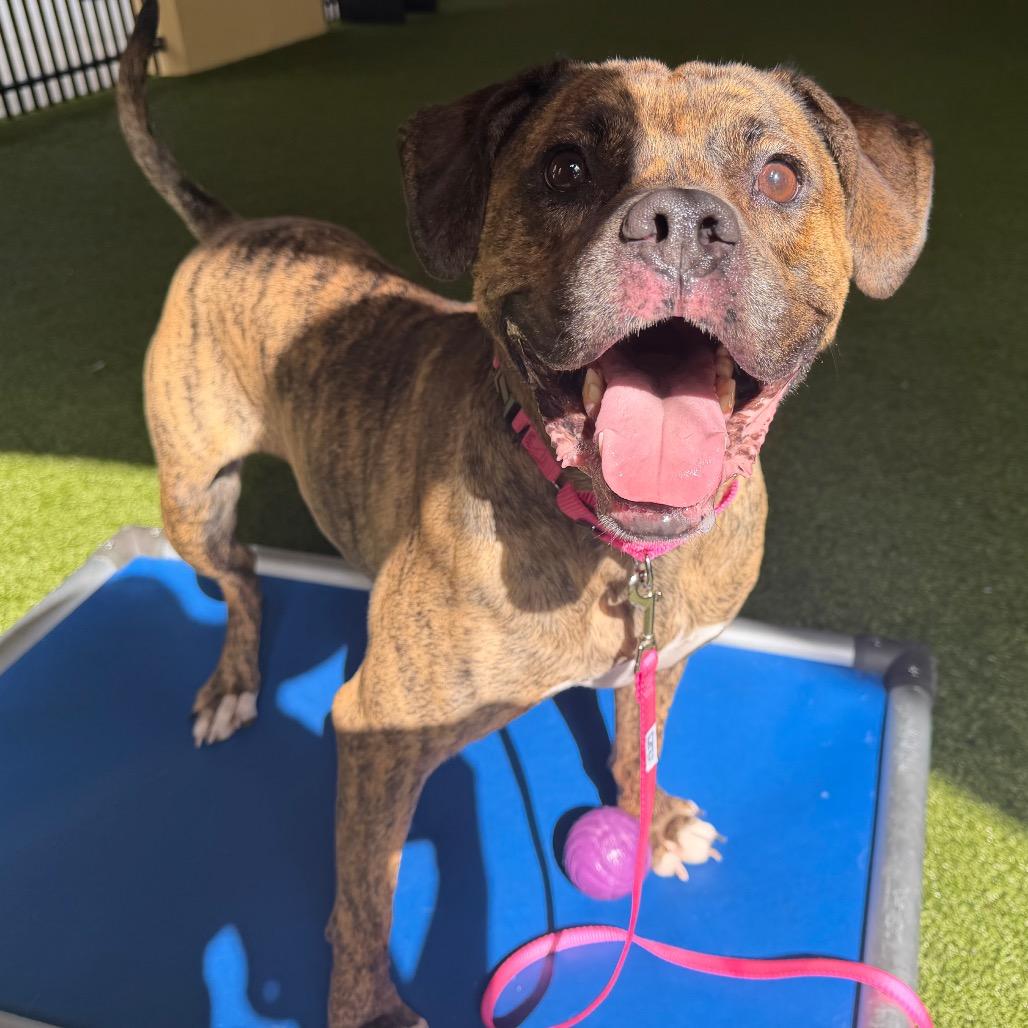 Enlarge Nicolle, a Adoptable mixed breed in West Palm Beach, FL image 4/5