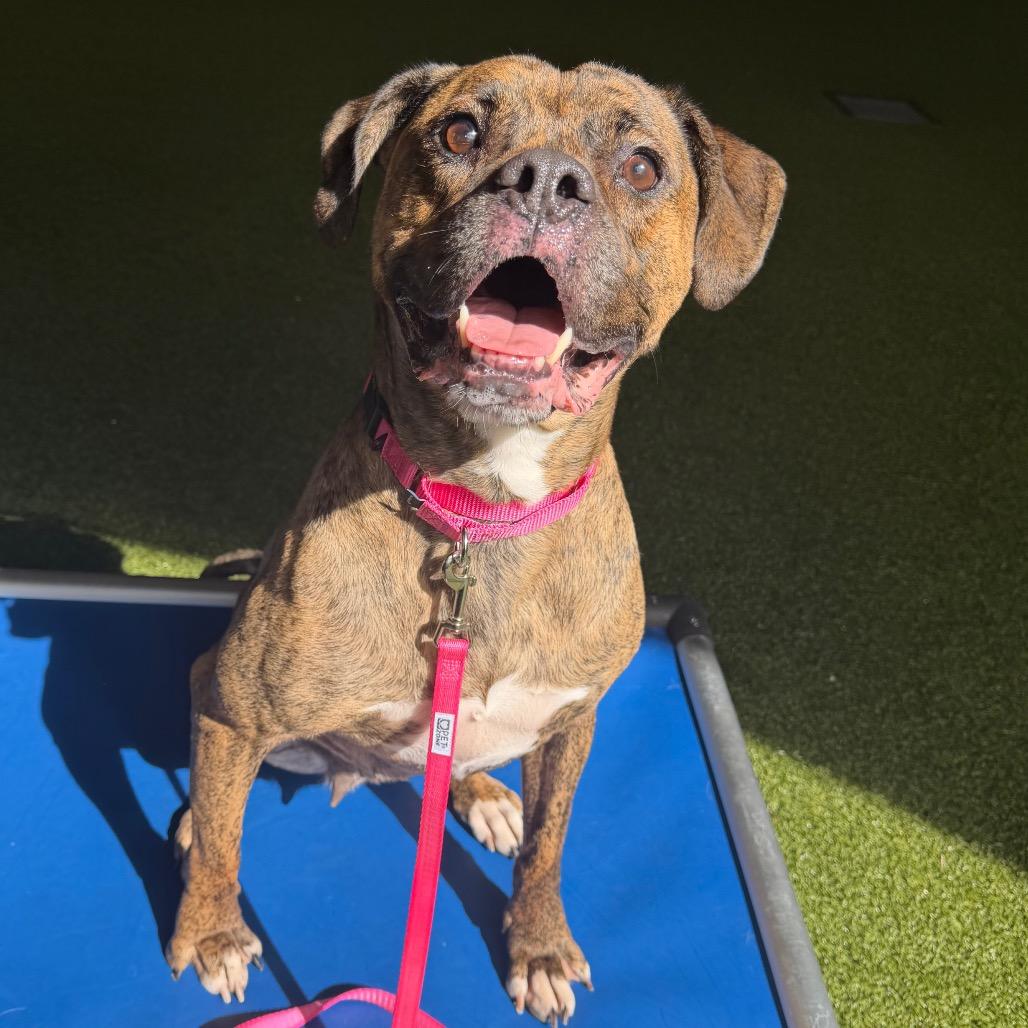 Enlarge Nicolle, a Adoptable mixed breed in West Palm Beach, FL image 5/5