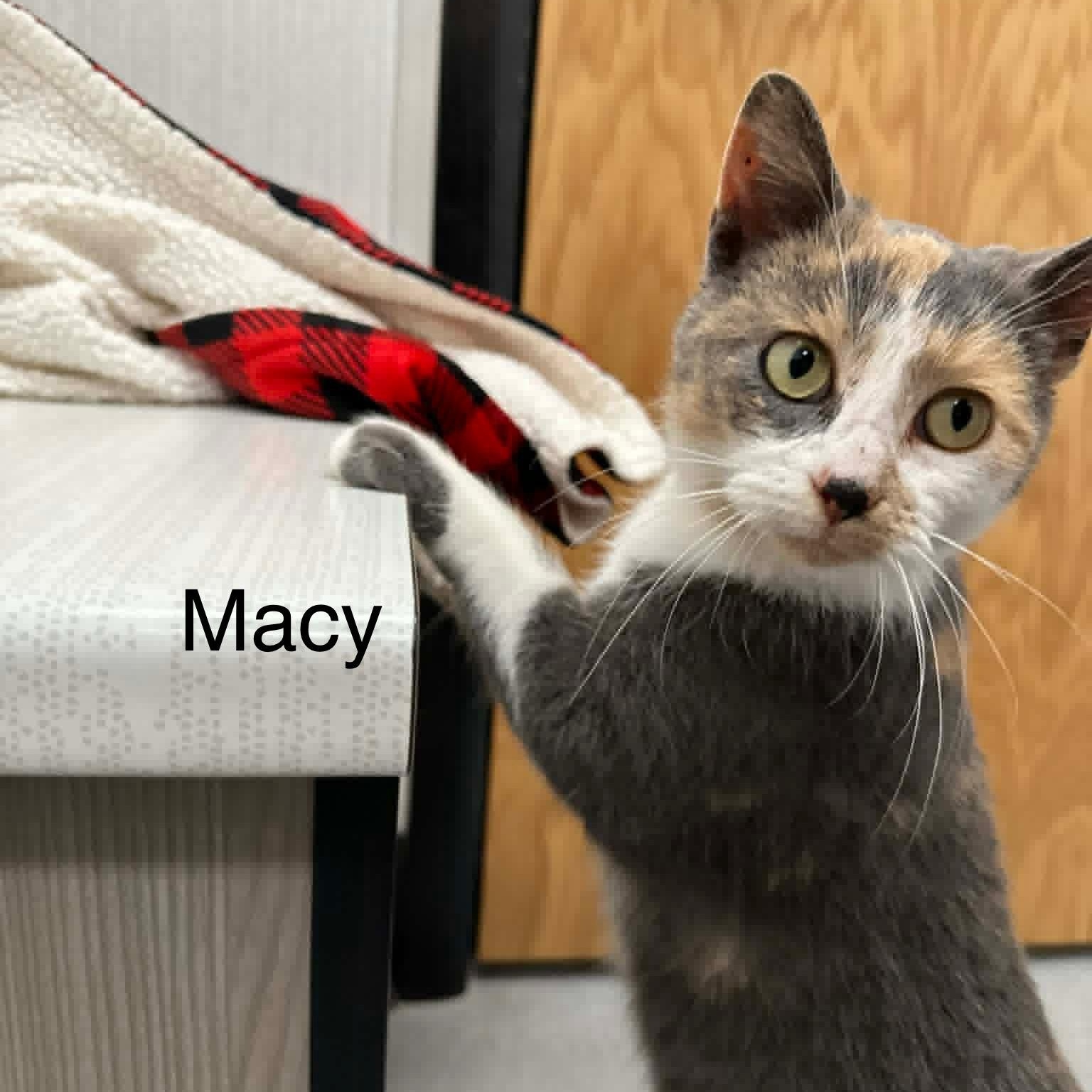 Macy, Adoptable, Young Female Domestic Short Hair.
