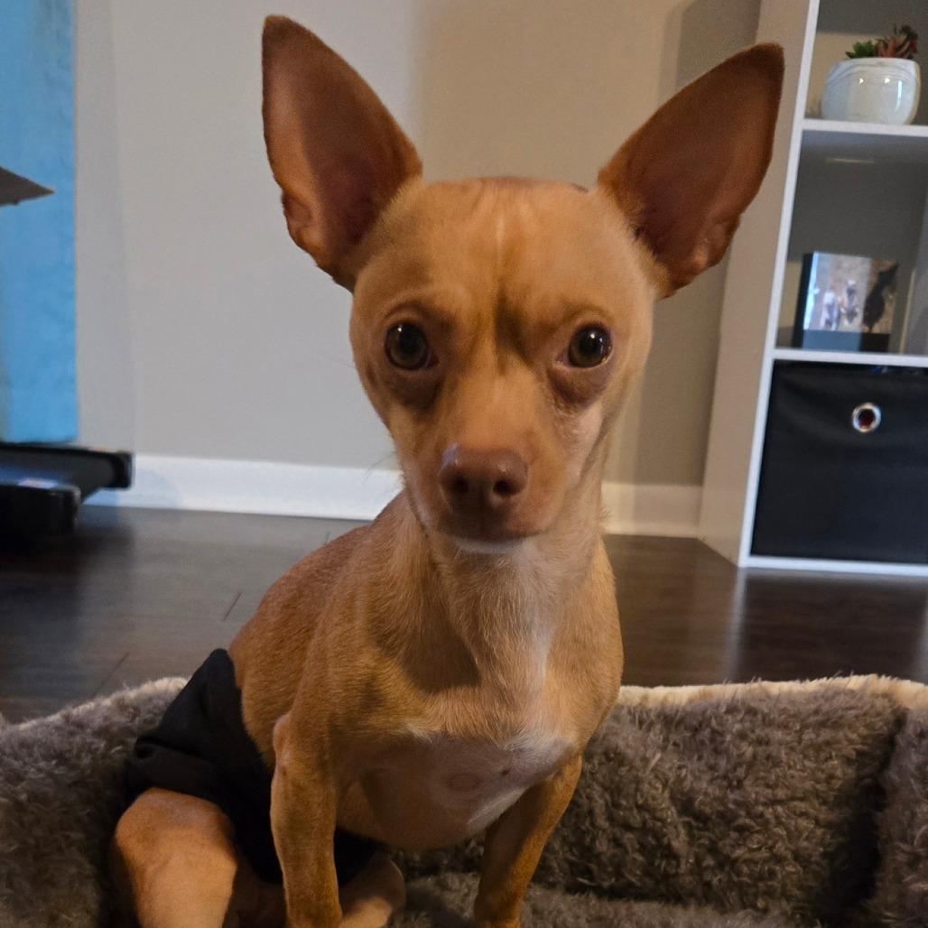 BB, Adoptable, Young Male Chihuahua.