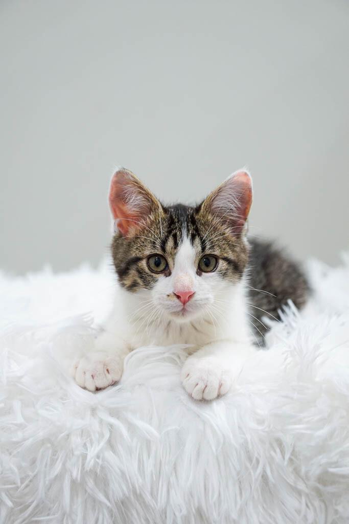 Enlarge Fenwick, a Adoptable Domestic Short Hair in Belton, MO image 1/6